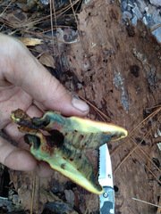 Buchwaldoboletus lignicola