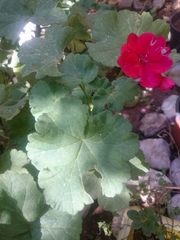Pelargonium × hybridum