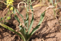 Ornithogalum kurdicum