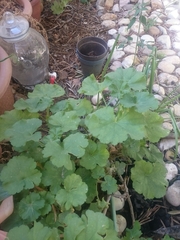 Pelargonium × hybridum