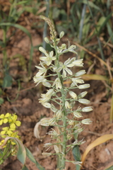 Ornithogalum kurdicum