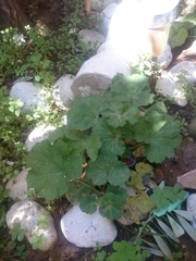 Pelargonium × hybridum