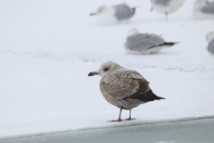 Larus argentatus