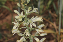 Ornithogalum kurdicum