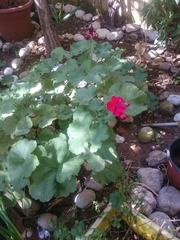 Pelargonium × hybridum