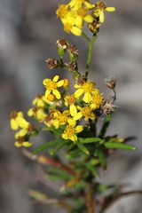 Senecio linearifolius linearifolius