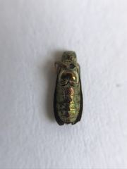 Rhicnobelus metallicus