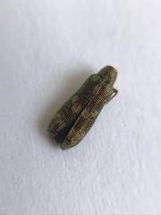 Rhicnobelus metallicus