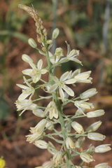 Ornithogalum kurdicum