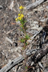 Senecio linearifolius linearifolius