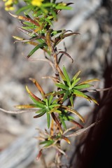 Senecio linearifolius linearifolius