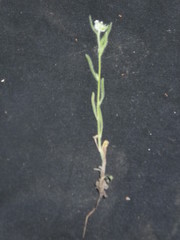 Cryptantha torreyana