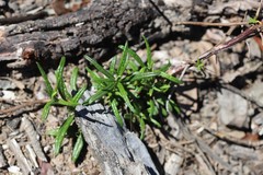 Senecio linearifolius linearifolius