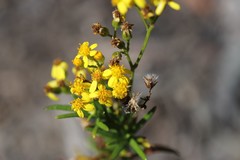 Senecio linearifolius linearifolius