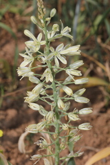 Ornithogalum kurdicum