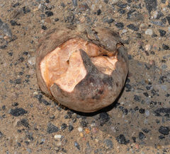 Terfezia claveryi