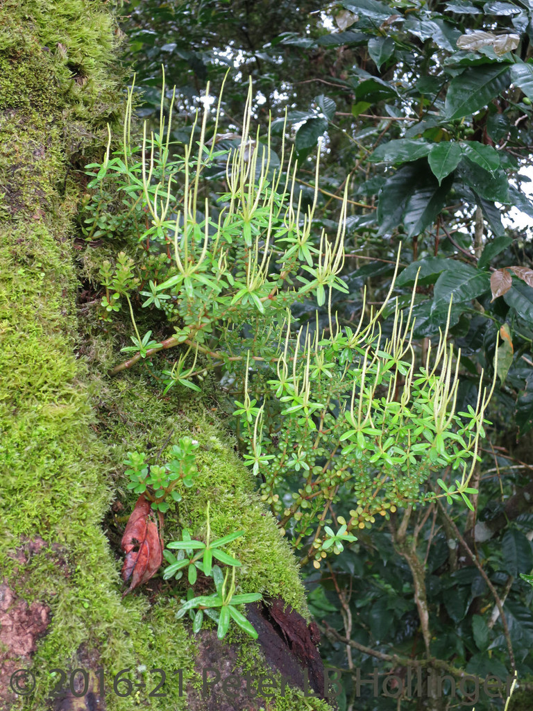 congonita