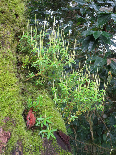 Peperomia inaequalifolia Ruiz & Pav.
