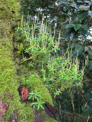 Peperomia inaequalifolia