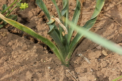 Ornithogalum kurdicum