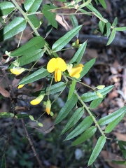 Podolobium aciculiferum