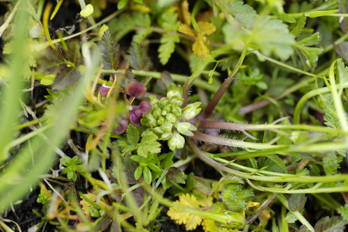 Image of Lepidium latipes by no rights reserved