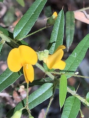 Podolobium aciculiferum