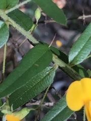 Podolobium aciculiferum