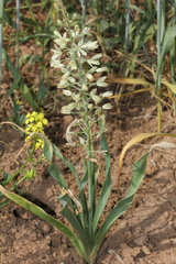 Ornithogalum kurdicum