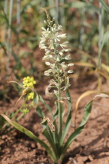 Ornithogalum kurdicum
