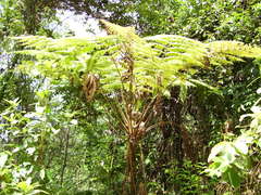 Cyathea bicrenata