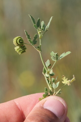 Medicago rotata