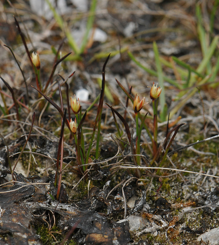 Image of Juncus triglumis by (c) Todd Boland, some rights reserved (CC BY)