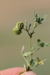 Medicago rotata