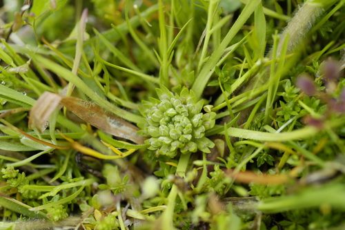 Image of Lepidium latipes by no rights reserved