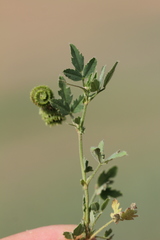 Medicago rotata