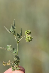 Medicago rotata