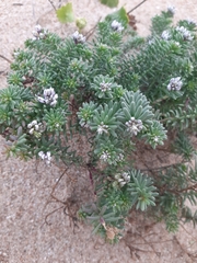 Polygala cyparissias