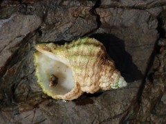 Coralliophila squamosissima