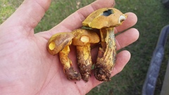 Boletus luridellus