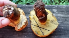 Boletus luridellus