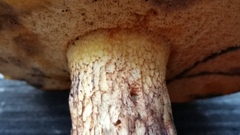 Boletus luridellus