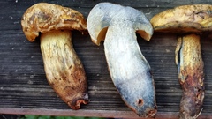 Boletus luridellus