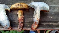 Boletus luridellus