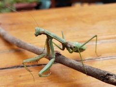 Coptopteryx gayi