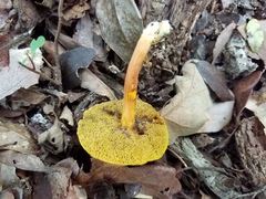 Boletus harrisonii