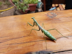 Coptopteryx gayi