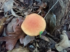 Boletus harrisonii