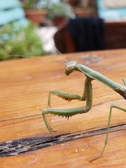 Coptopteryx gayi