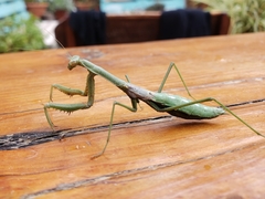 Coptopteryx gayi
